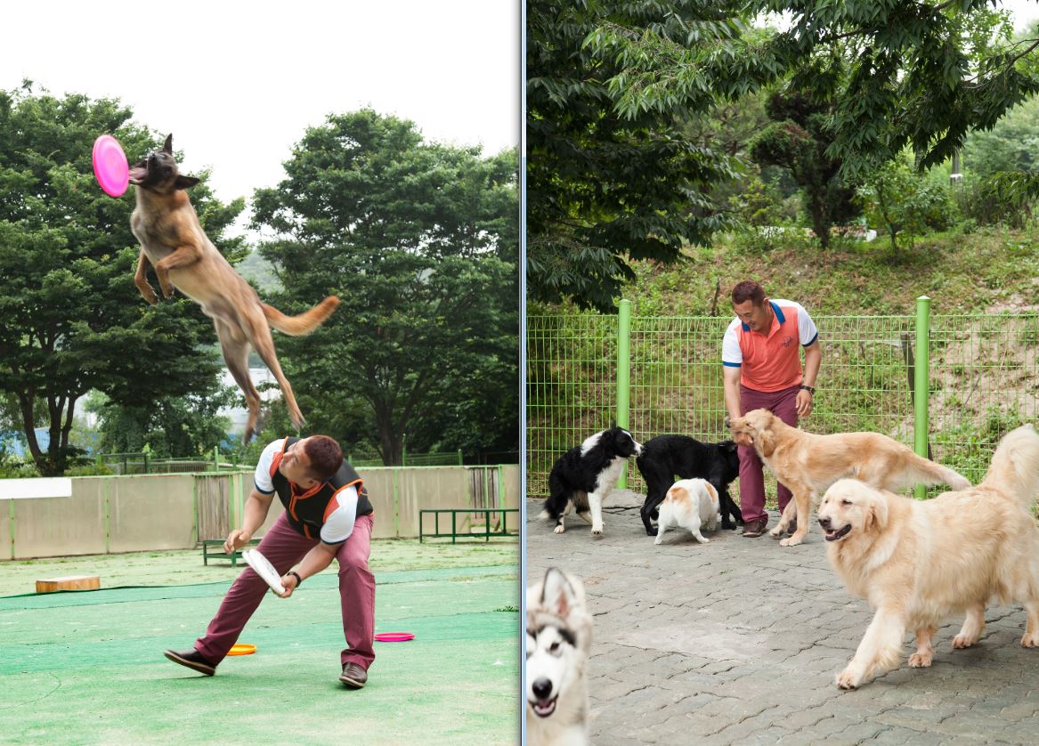 반려견 훈련사진