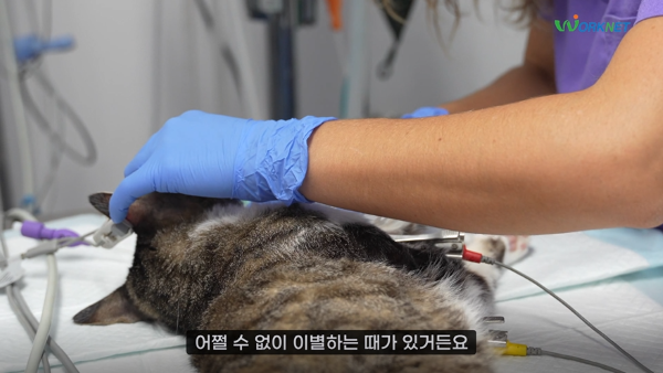 치료받고 있는 고양이 사진