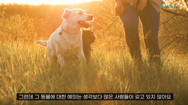 풀밭에서 산책하고 있는 강아지들